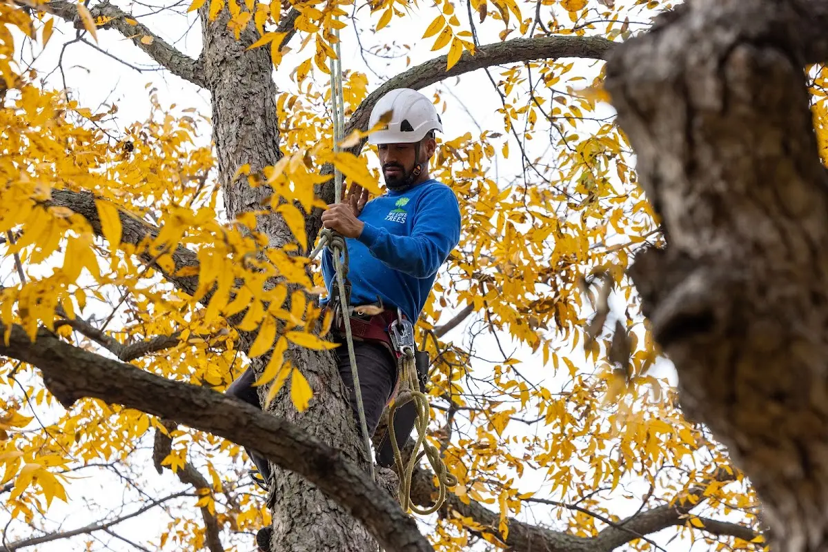 Skilled Tree Planing crew working in Hanover Park