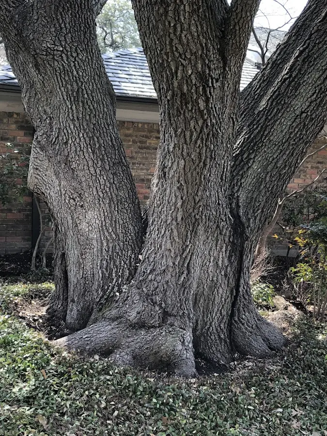Mature heritage tree close to a Hanover Park property cared for by certified arborists